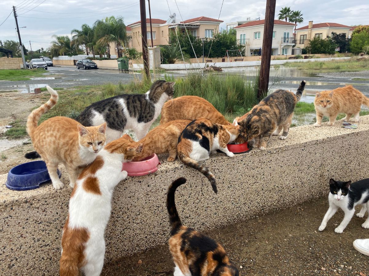 Straßenkatzen auf Zypern