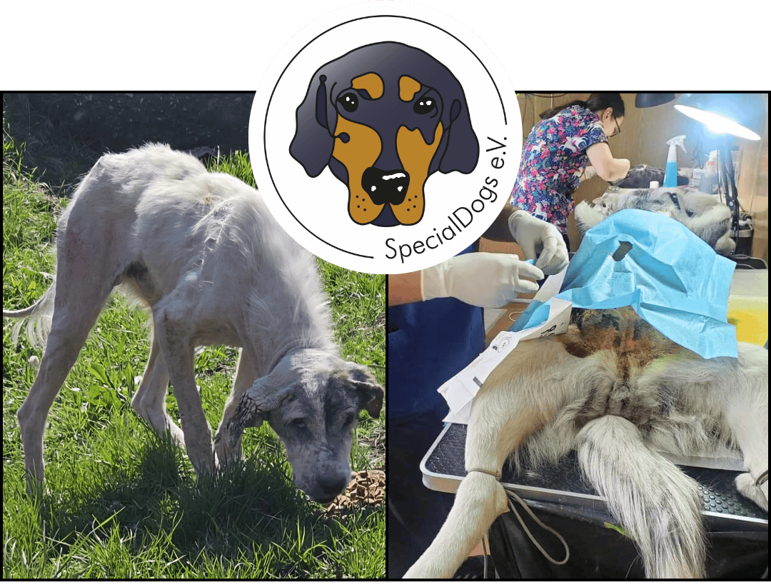 Auf diesem Bild sieht man die Arbeit des Special Dog e.V. Zum einen einen sehr abgemagerten Hund und einen Hund, der kastriert wird.