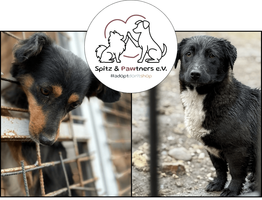 Spitz & Pawtners kümmert sich um Streuner in Not aus Ungarn. Auf diesem Foto sieht man zwei gerettete schwarze kleine Hunde.