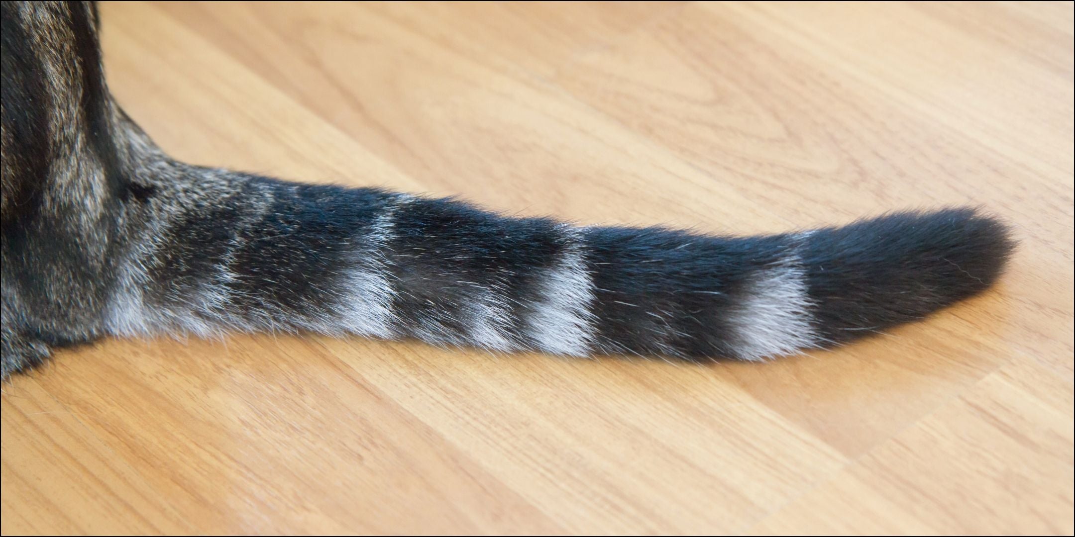 Schwanz einer EKH Katze auf Laminatboden