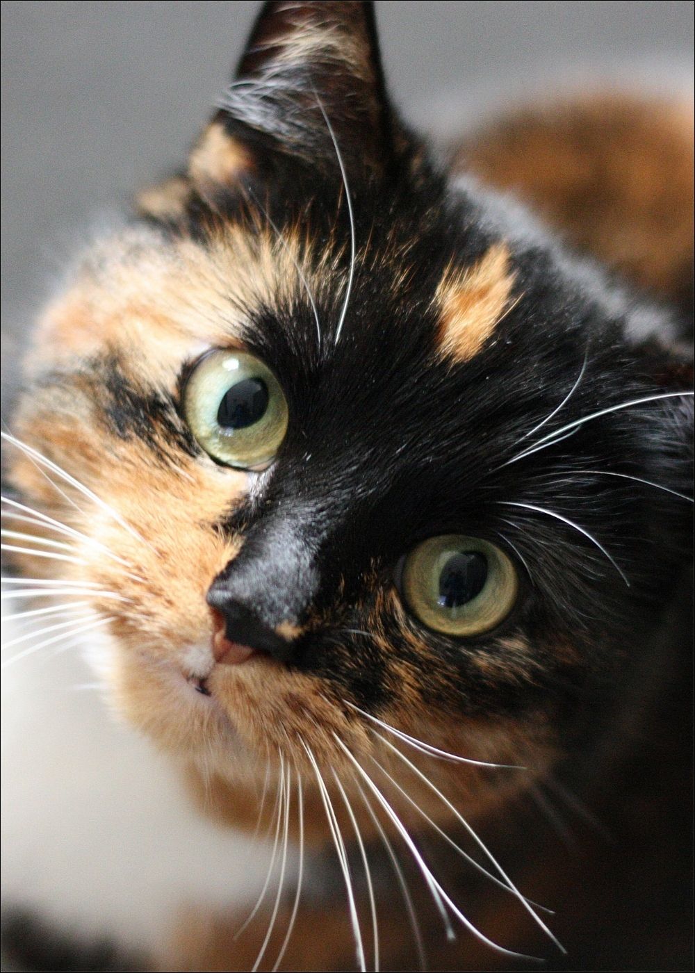 Tricolor Katze schaut in die Kamera