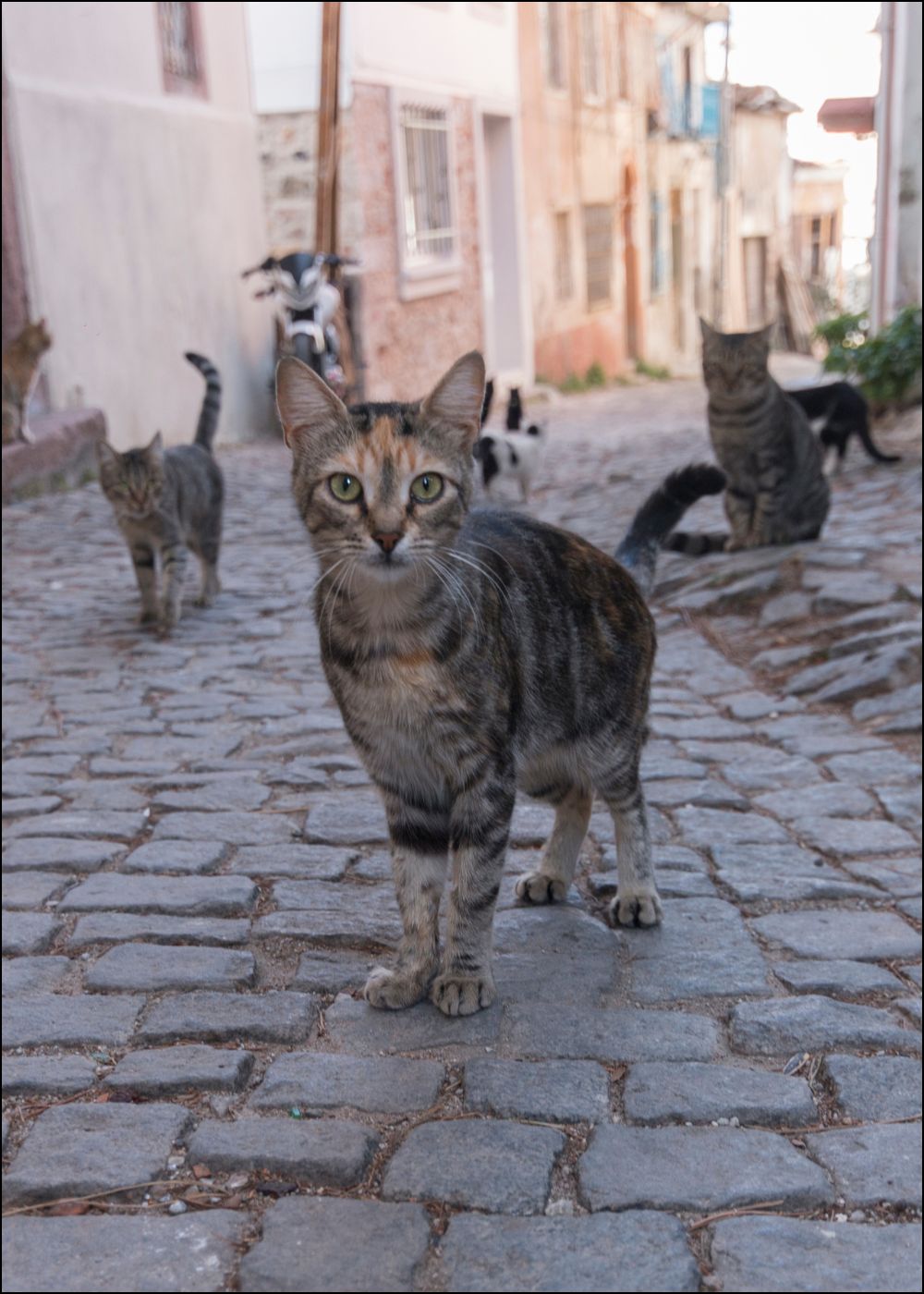 Straßenkatzen in einer Gasse mit Kopfsteinpflaster