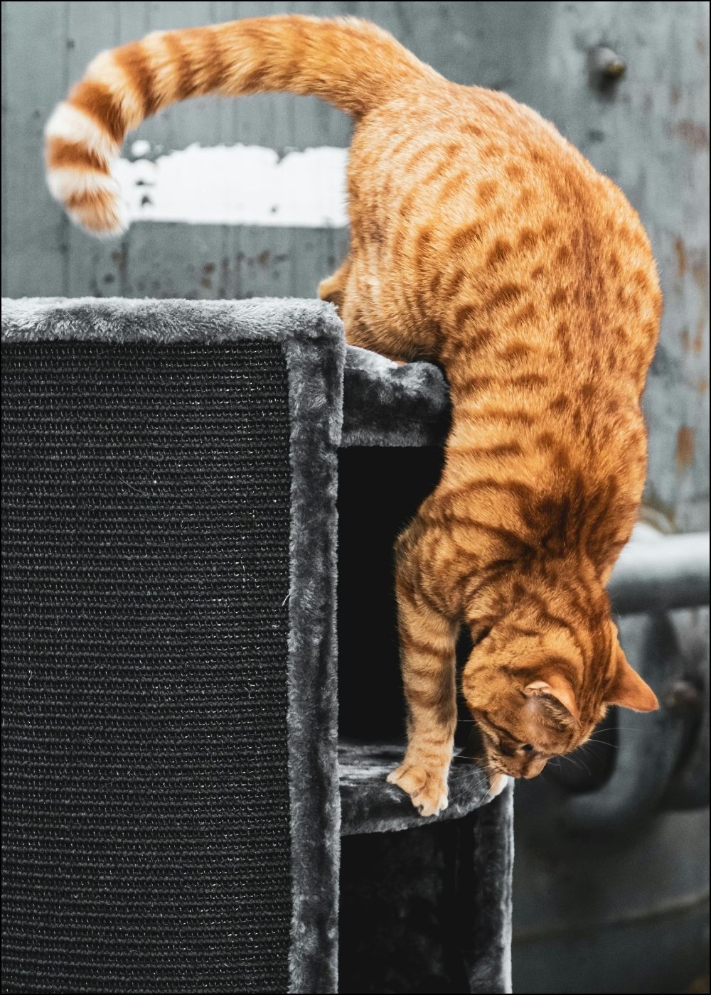 Rote Katze läuft grauen Kratzbaum herunter