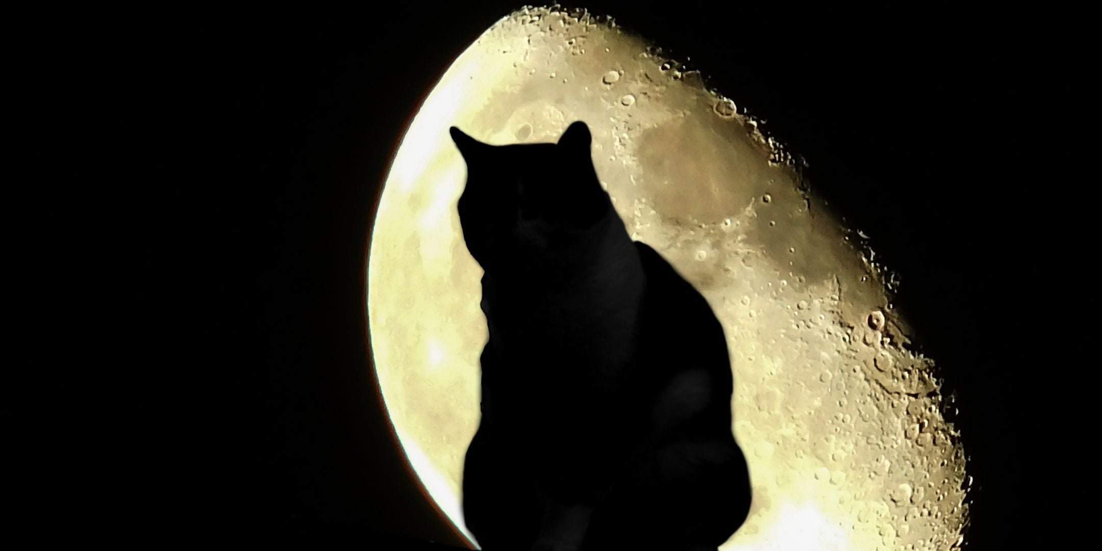 Silhouette einer Katze vor dem Mond