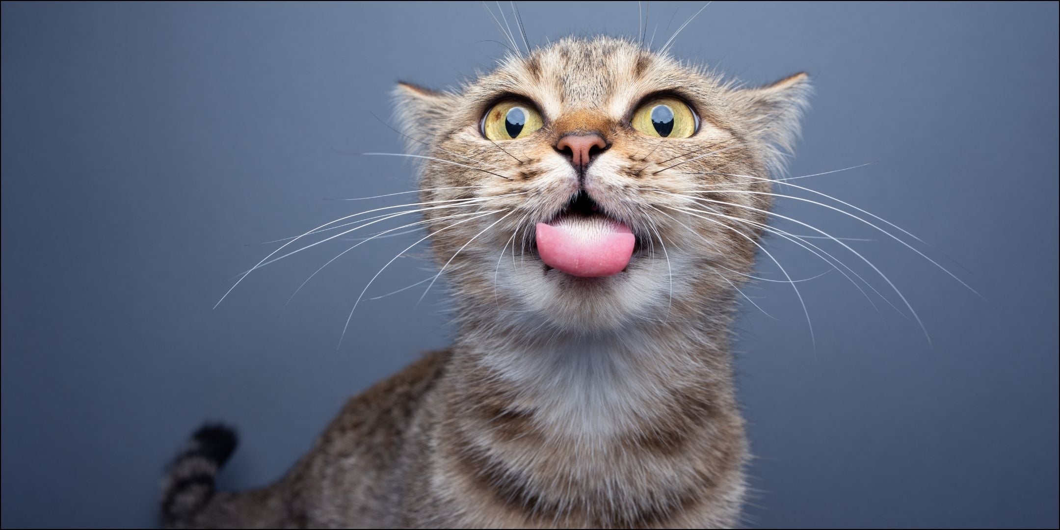 EKH Katze streckt die Zunge raus