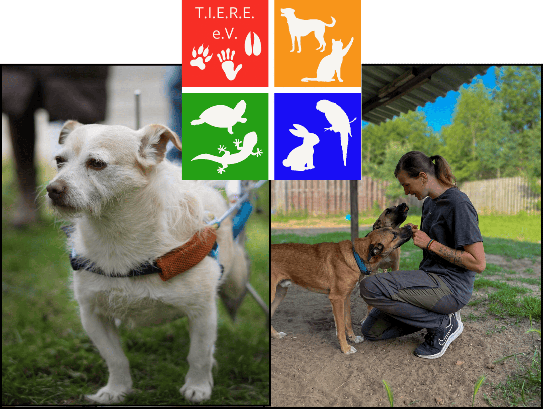 Der T.I.E.R.E. e.V. aus Brandenburg betreibt ein Tierheim und nimmt sich Tieren in Not an. Auf diesem Foto ist ein Hund mit Rollstuhl zu sehen und eine Pflegekraft, die sich mit Hunden beschäftigt.