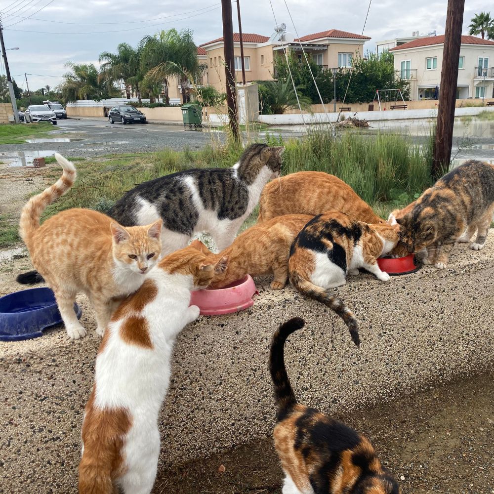 Straßenkatzen auf Zypern werden vom Tierschutzverein CopsCats gefüttert