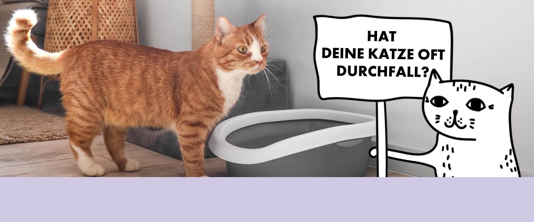 Katze hat Durchfall - Durchfall ist ein Zeichen für Futterallergien bei Katzen