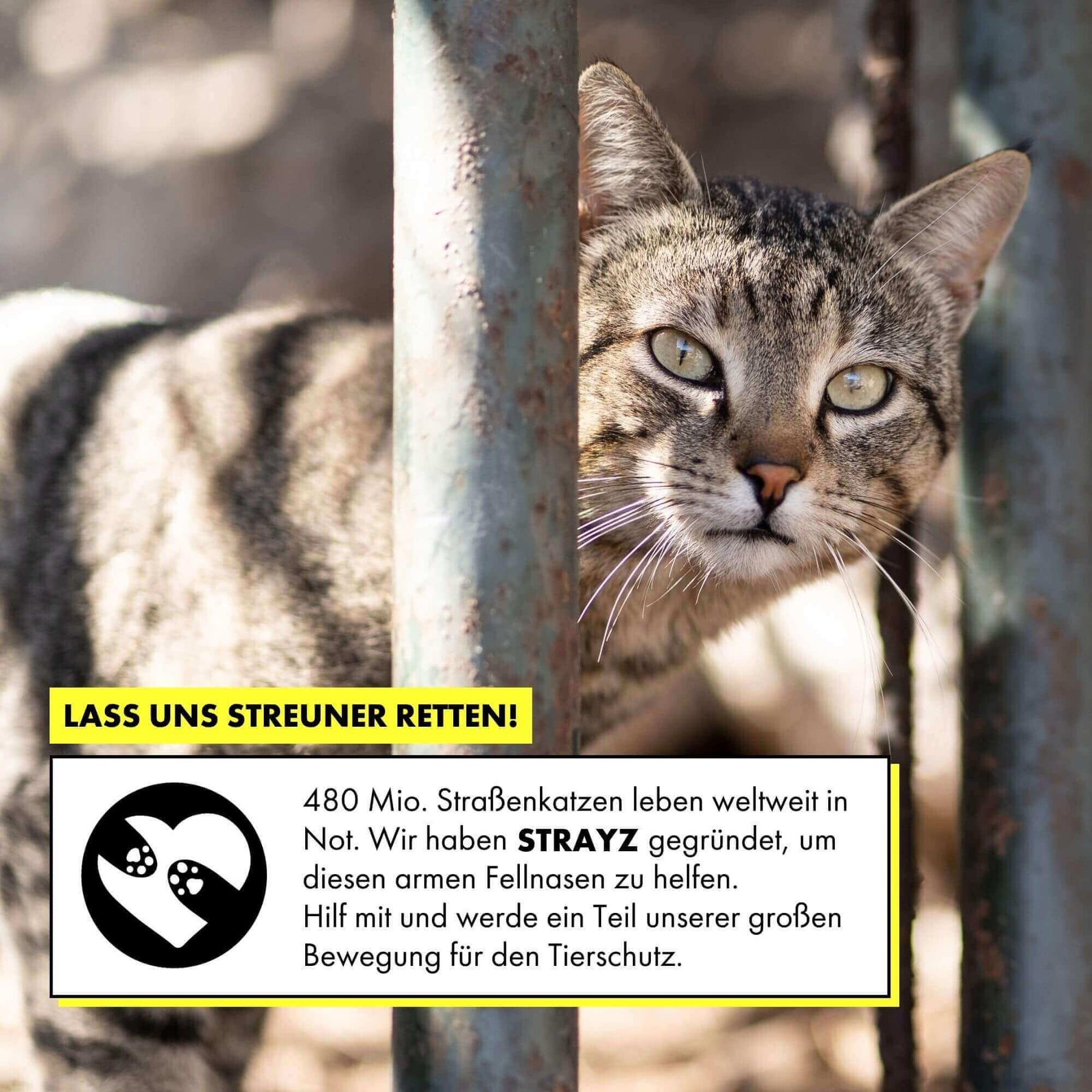 Das Bio Katzenfutter in Soße von STRAYZ spendet für Straßenkatzen in Not. Das Bild zeigt eine Straßenkatze in Kroatien.