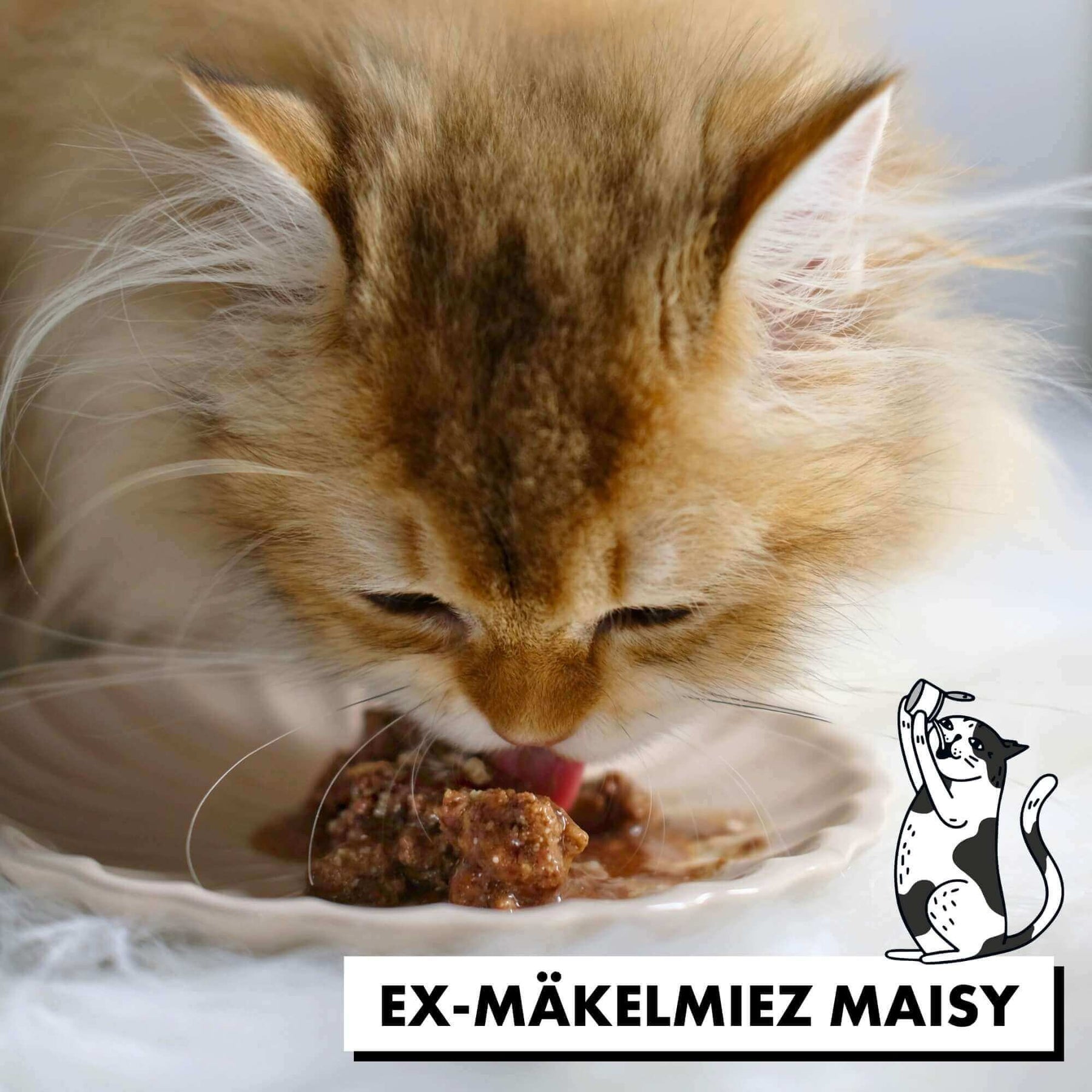 Mäkelige Katze Maisy frisst das Nassfutter in Soße von STRAYZ