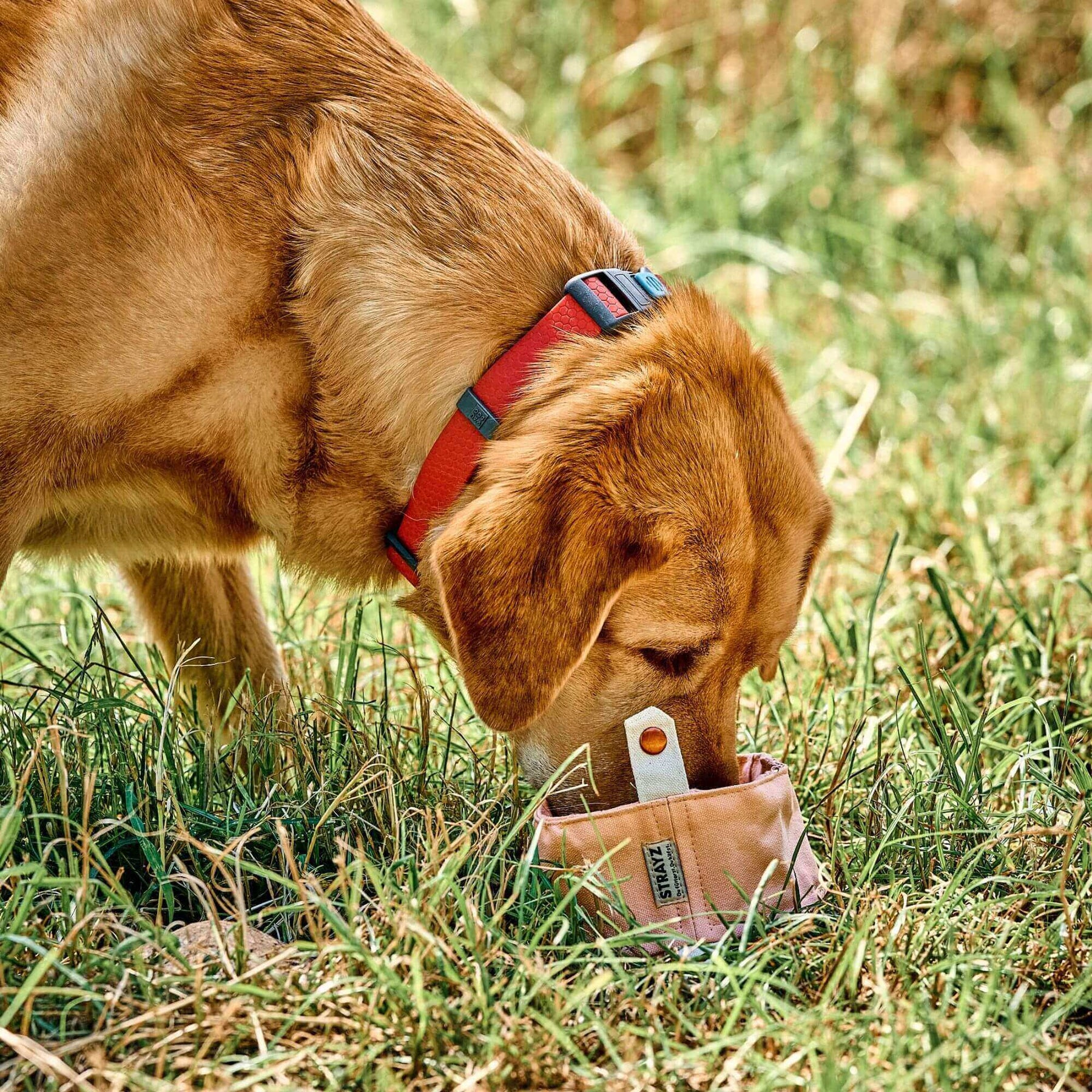 Faltbarer Hundenapf von STRAYZ aus robustem Canvas Stoff für Wasser und Futter mit Karabiner zum Befestigen. Super leicht. Lachsfarben. Jeder Faltnapf spendet für Straßenhunde.