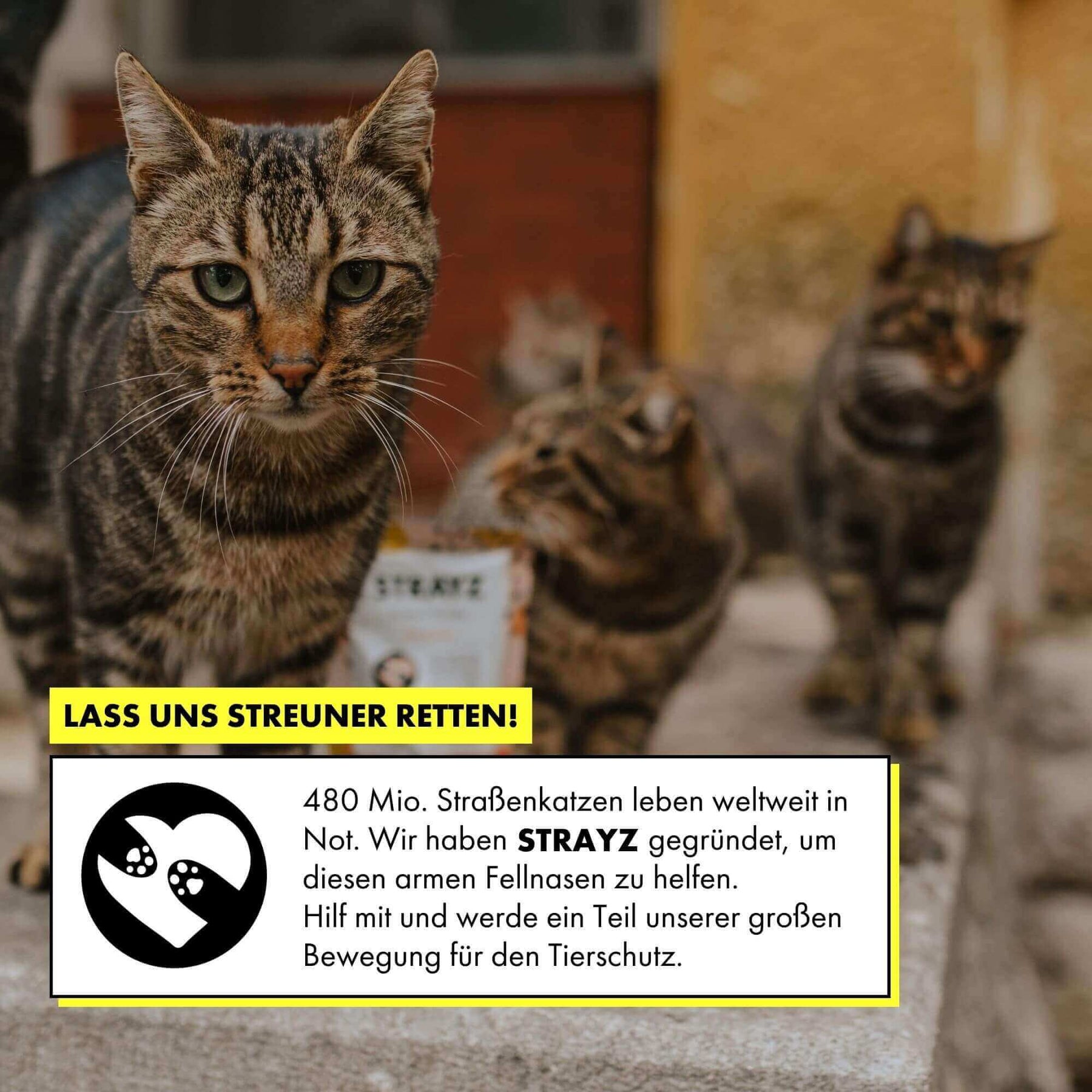 Jedes Produkt von STRAYZ spendet für Straßenkatzen in Not.