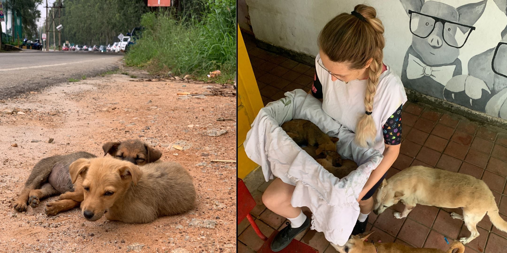 STRAYZ Mitarbeiterin Steffi hat in Indien Welpen gefunden und diese zum STRAYZ Partnerverein CARE in Bangalore gebracht.