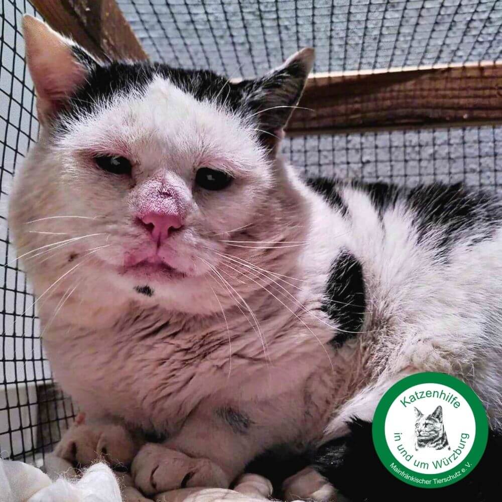STRAYZ und EDEKA unterstützen die Katzenhilfe in und um Würzburg zum Welttierschutztag 2024