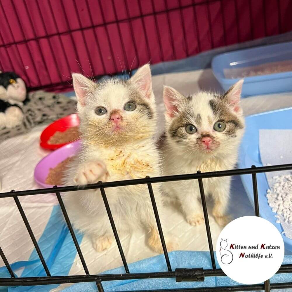 zwei Kitten der Kitten und Katzennothilfe