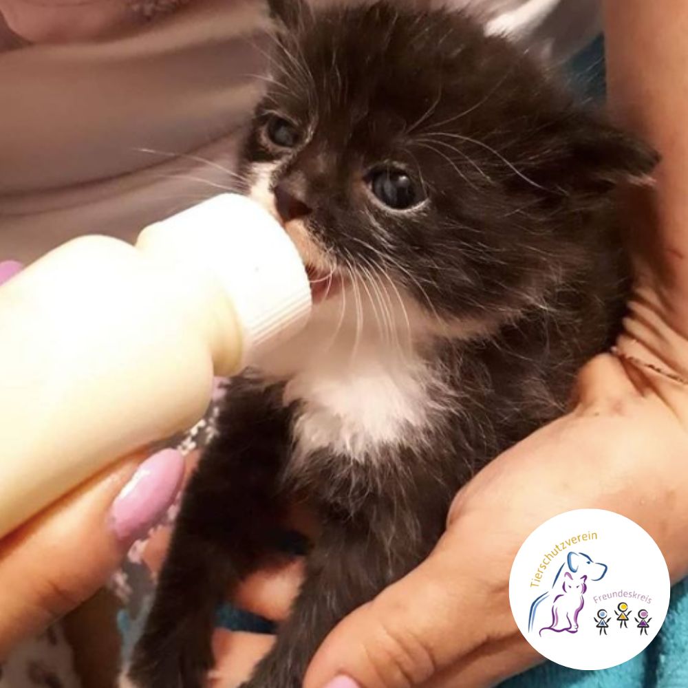 Ein schwarz-weißes Kitten wird von den Tierschützer*innen vom die Vergessenen e.V. mit der Flasche aufgezogen.