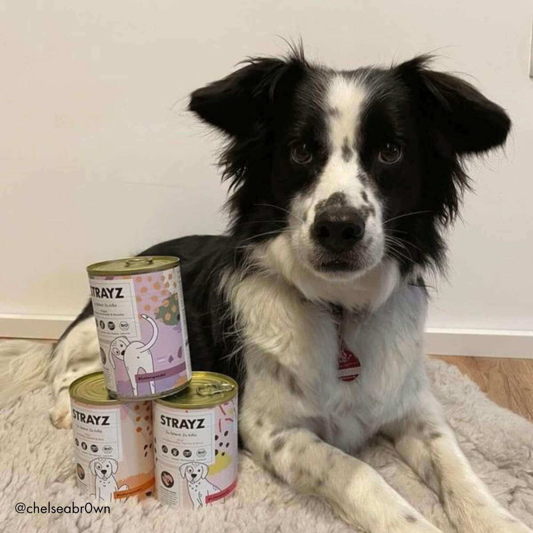 Hund mit STRAYZ Bio Hundefutter Probierpaket