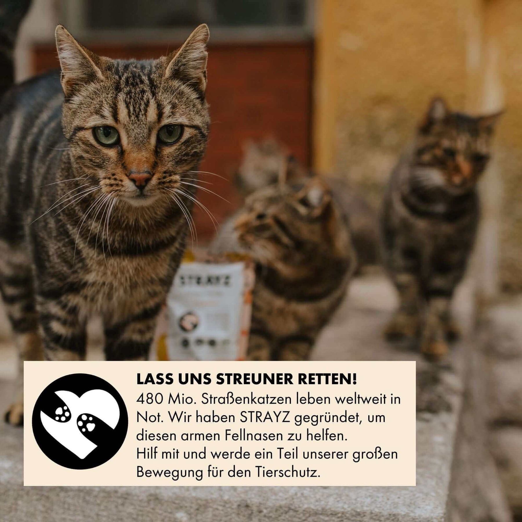 Rette Straßenkatzen mit STRAYZ