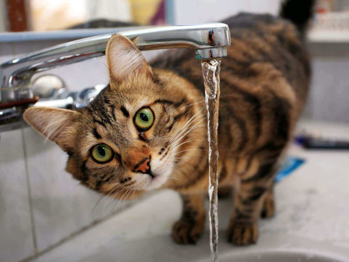 Katze trinkt von einem Wasserhahn.