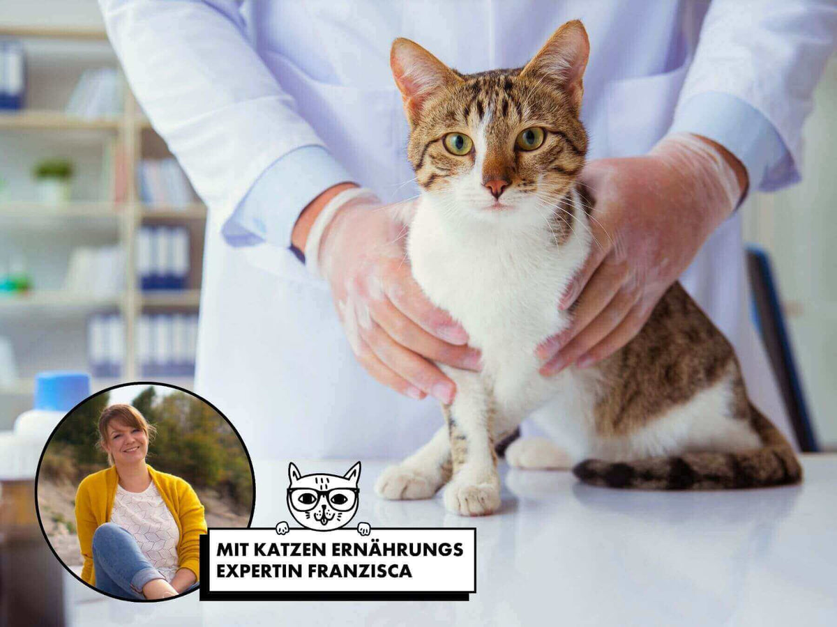 Katze wird auf Niereninsuffizienz untersucht.