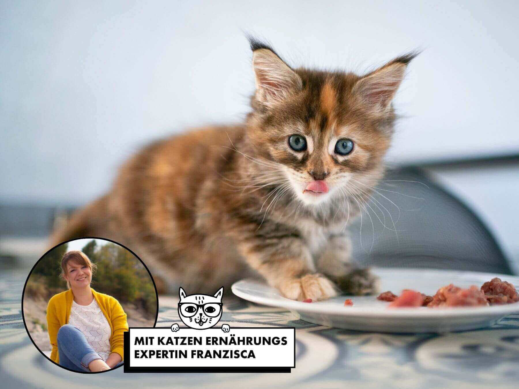 Kitten frisst aus einem Napf.