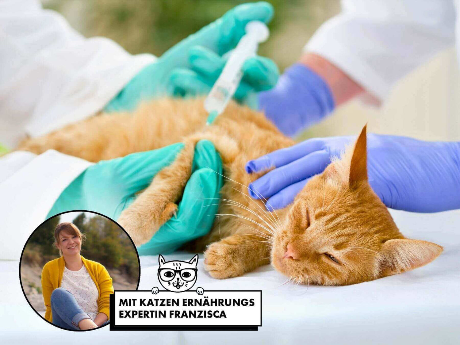 Katze wird auf Diabetes untersucht.