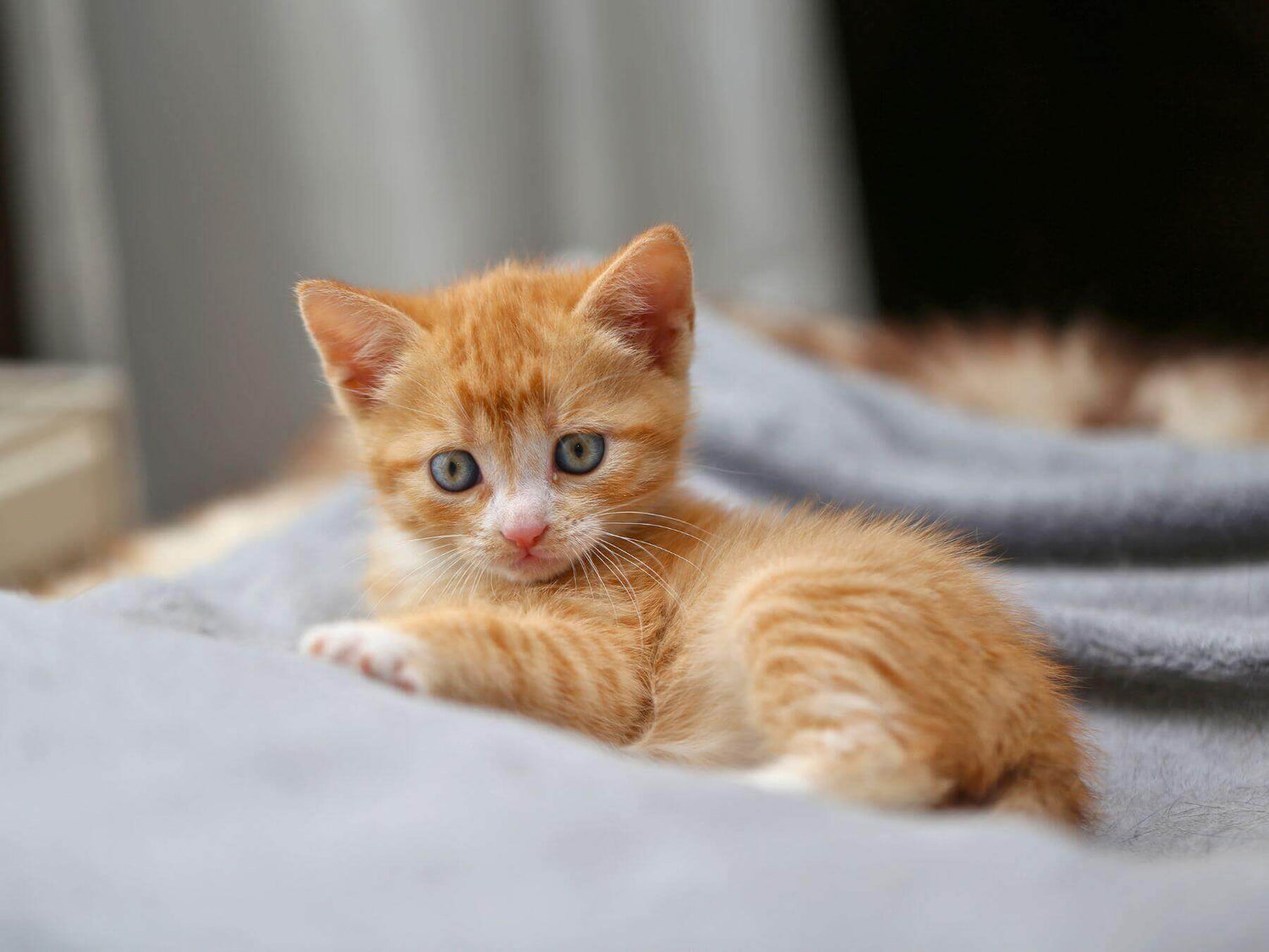 Brauchen Kitten Kittenfutter?