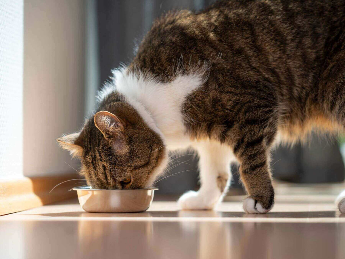 Weiß getigerte Katze frisst aus einem silbernen Napf Nassfuttern nach der Futterumstellung für Katzen.