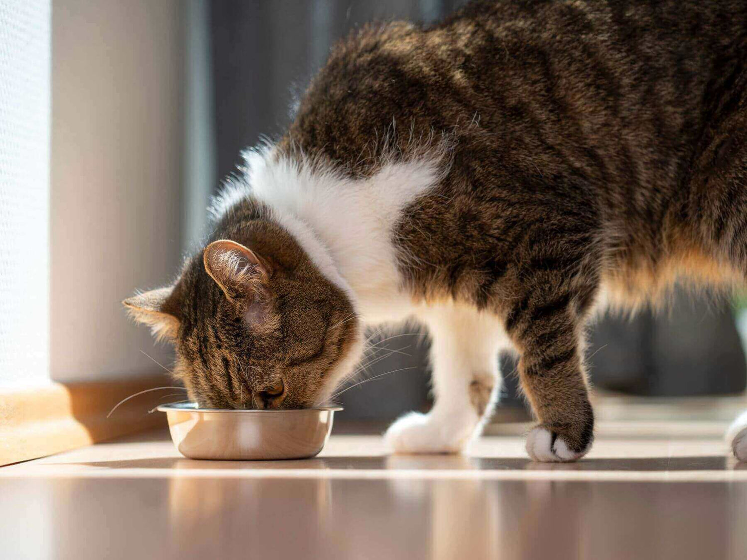 Weiß getigerte Katze frisst aus einem silbernen Napf Nassfuttern nach der Futterumstellung für Katzen.