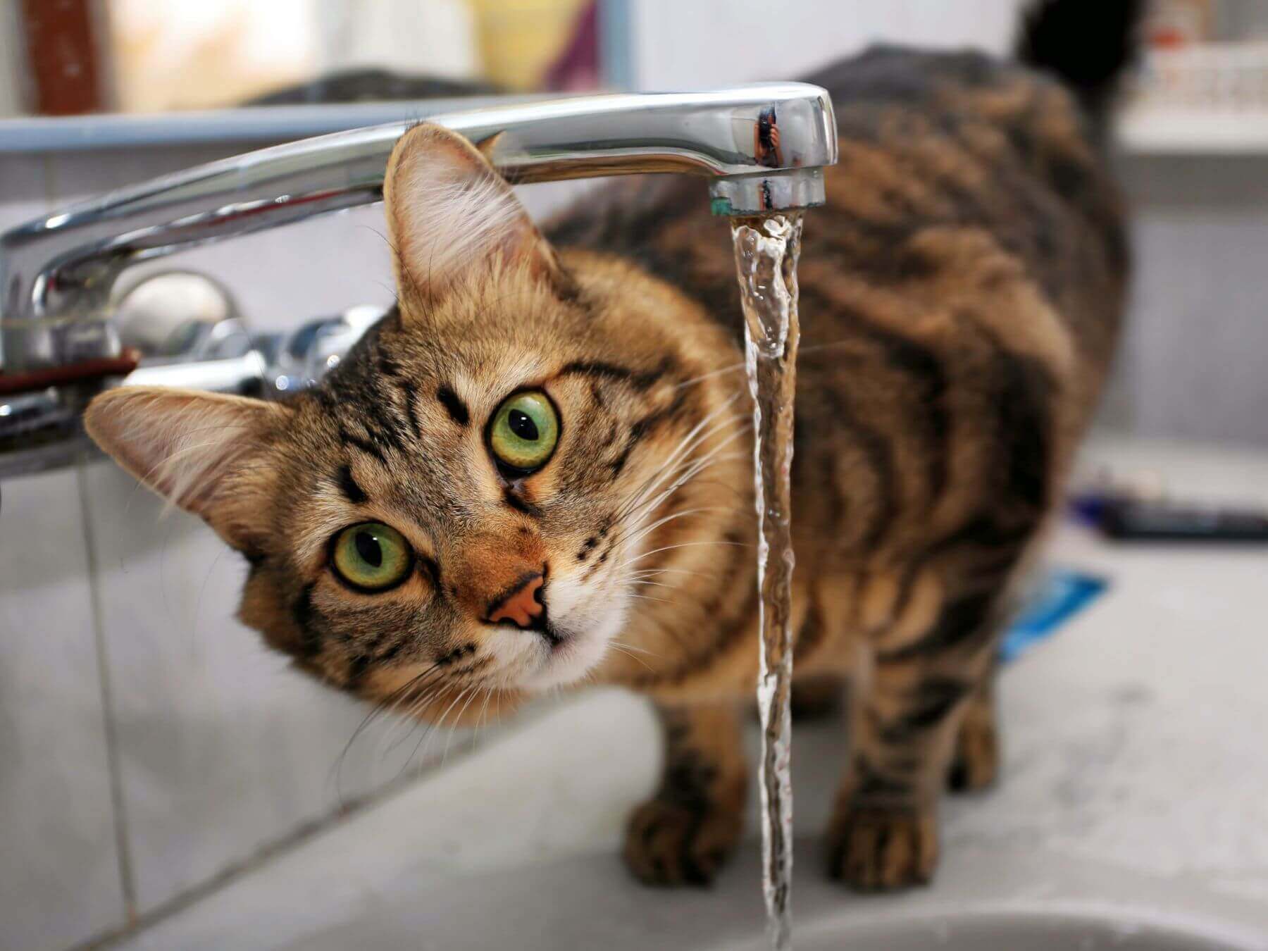 Katzen, Wasserhaushalt und Katzensuppen