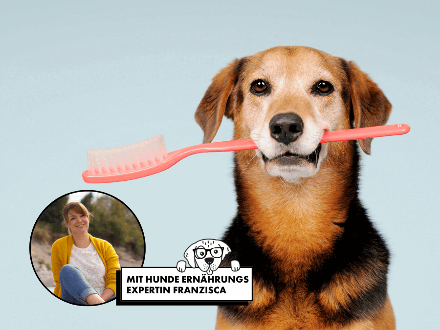 Hund mit einer Zahnbürste im Maul