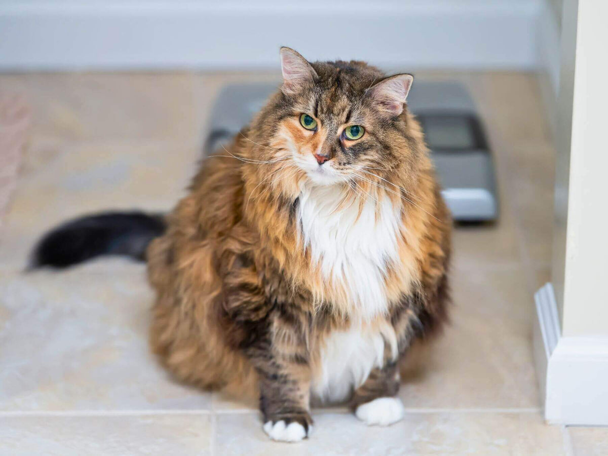 Dicke Katze sitzt vor Waage, Katze auf Diät setzen.