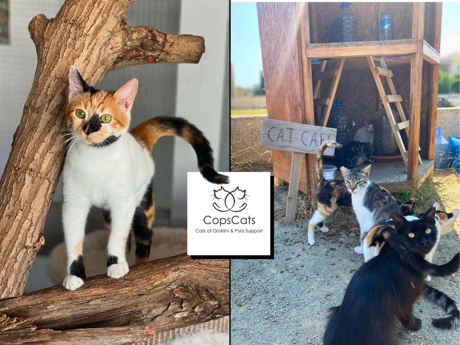 Unser Partner-Tierschutzverein CopsCats