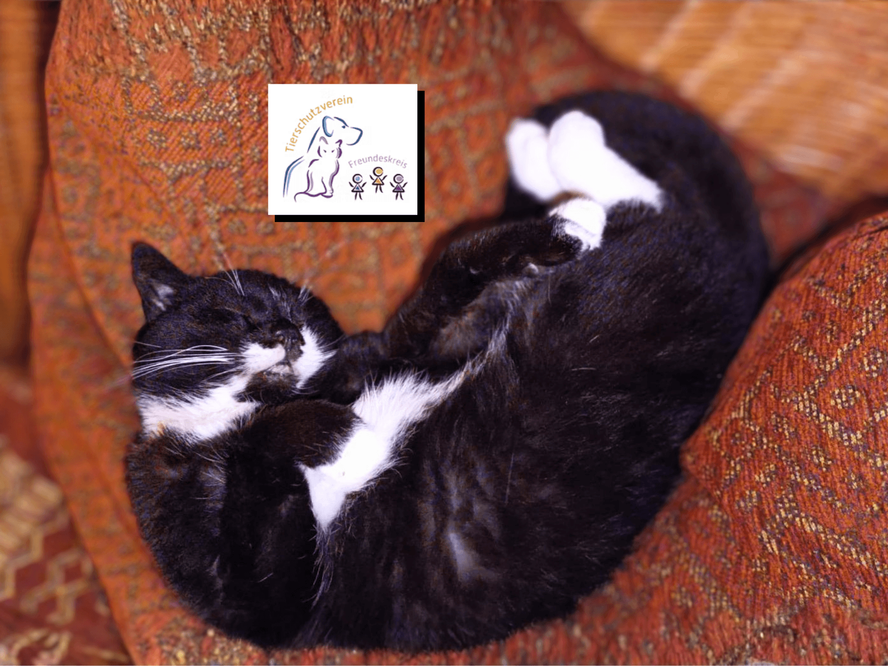 Bati: Wie ein Kater bei -17°C dem Tod von der Schippe sprang und sein Happy End fand