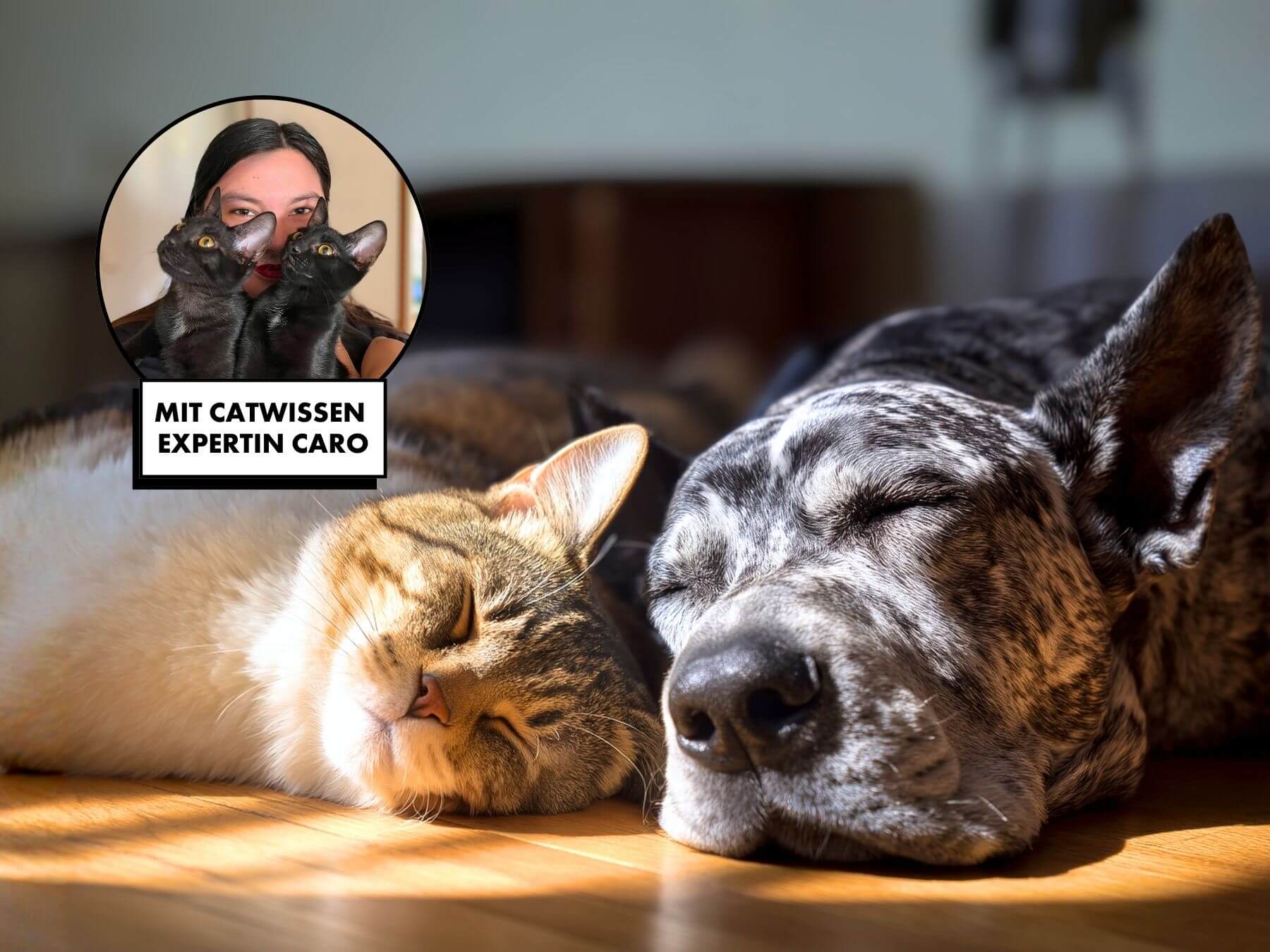 Hund und Katze aneinander gewöhnen: Alles zur Vergesellschaftung von Hund und Katze.