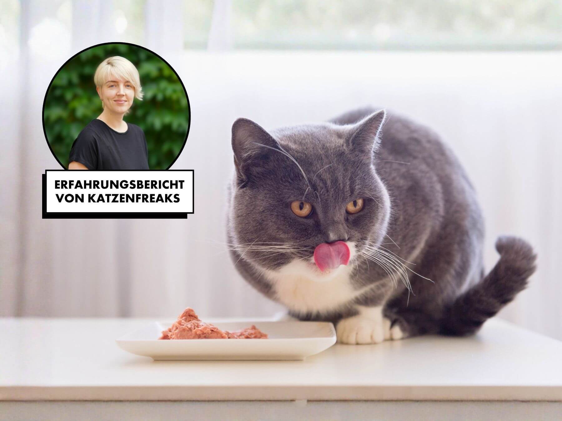 Katze riecht an Futter, aber frisst es nicht mehr. Graue katze sitzt nur Napf aber isst Futter nicht.