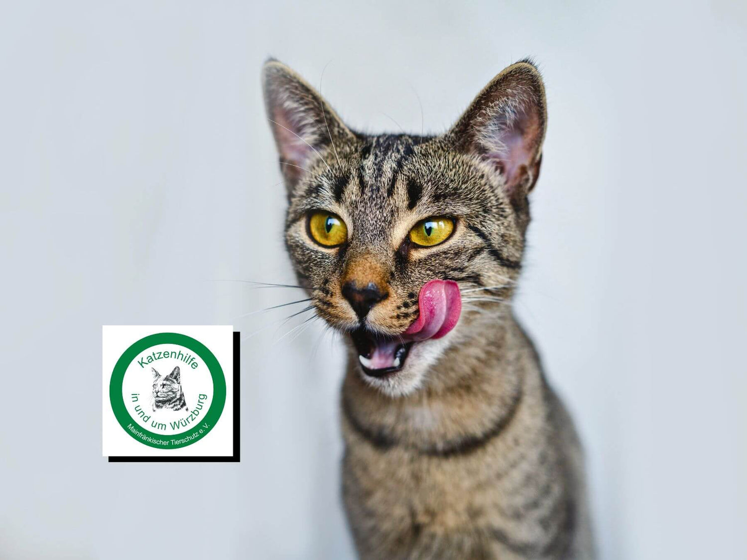 Unser Partner-Tierschutzverein die Katzenhilfe Würzburg e.V.