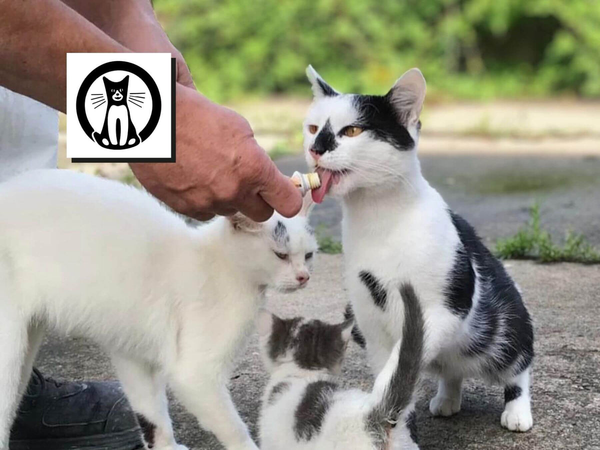 Straßenkatzen aus Dortmund in Deutschland werden von einer Katzenretterin aus Dortmund gefüttert und versorgt. Zwei erwachsene Katzenmamas sind zu sehen und ein kleines Katzenbaby.