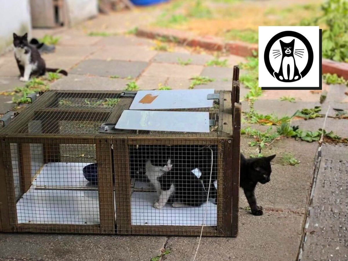 Katzen Streuner werden von Katzenschutz Dortmund e.V. eingefangen und kastriert.
