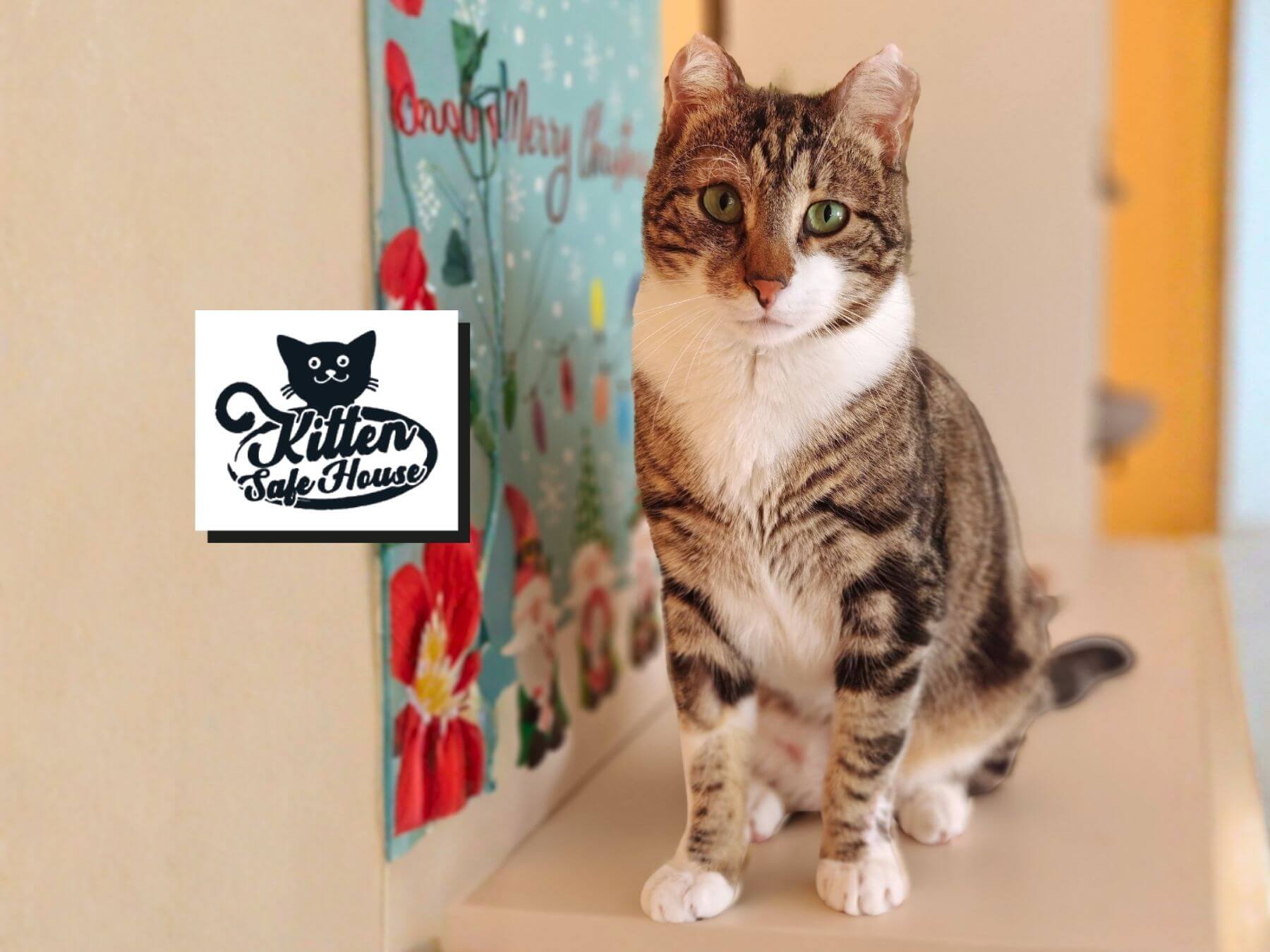 Geretteter Kater aus Kroatien vom Kitten Safe House grüßt aus seinem Zuhause für Immer.