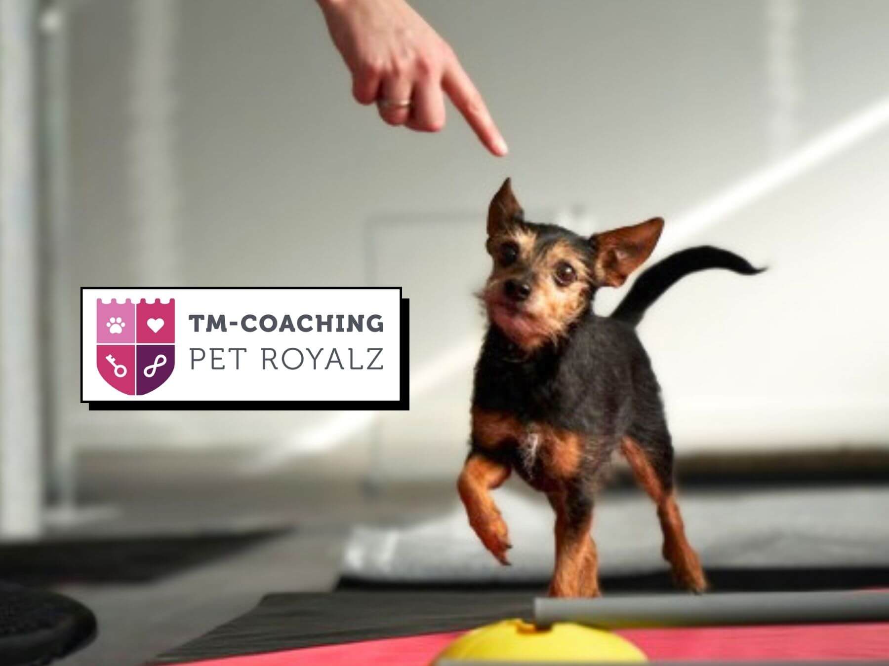 Medical Training für Hunde und Katzen: So wird der Tierarztbesuch stressfrei!