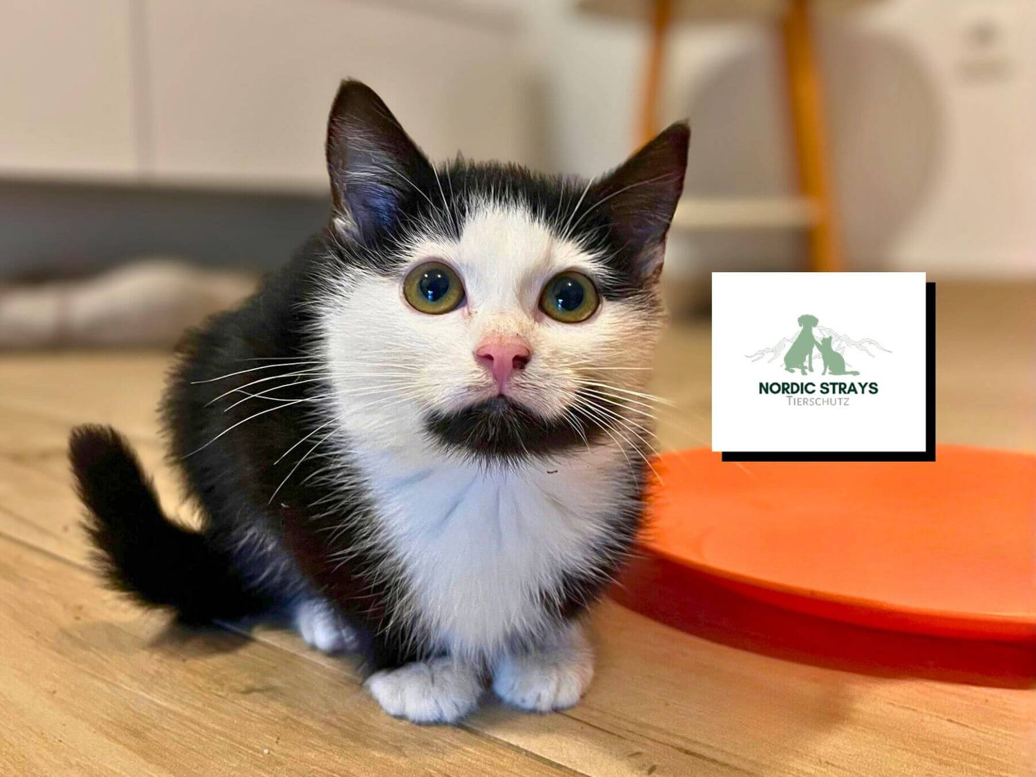 Kleine Babykatze Big Dada sitzt am Boden ihr Fell ist weiß und schwarz.