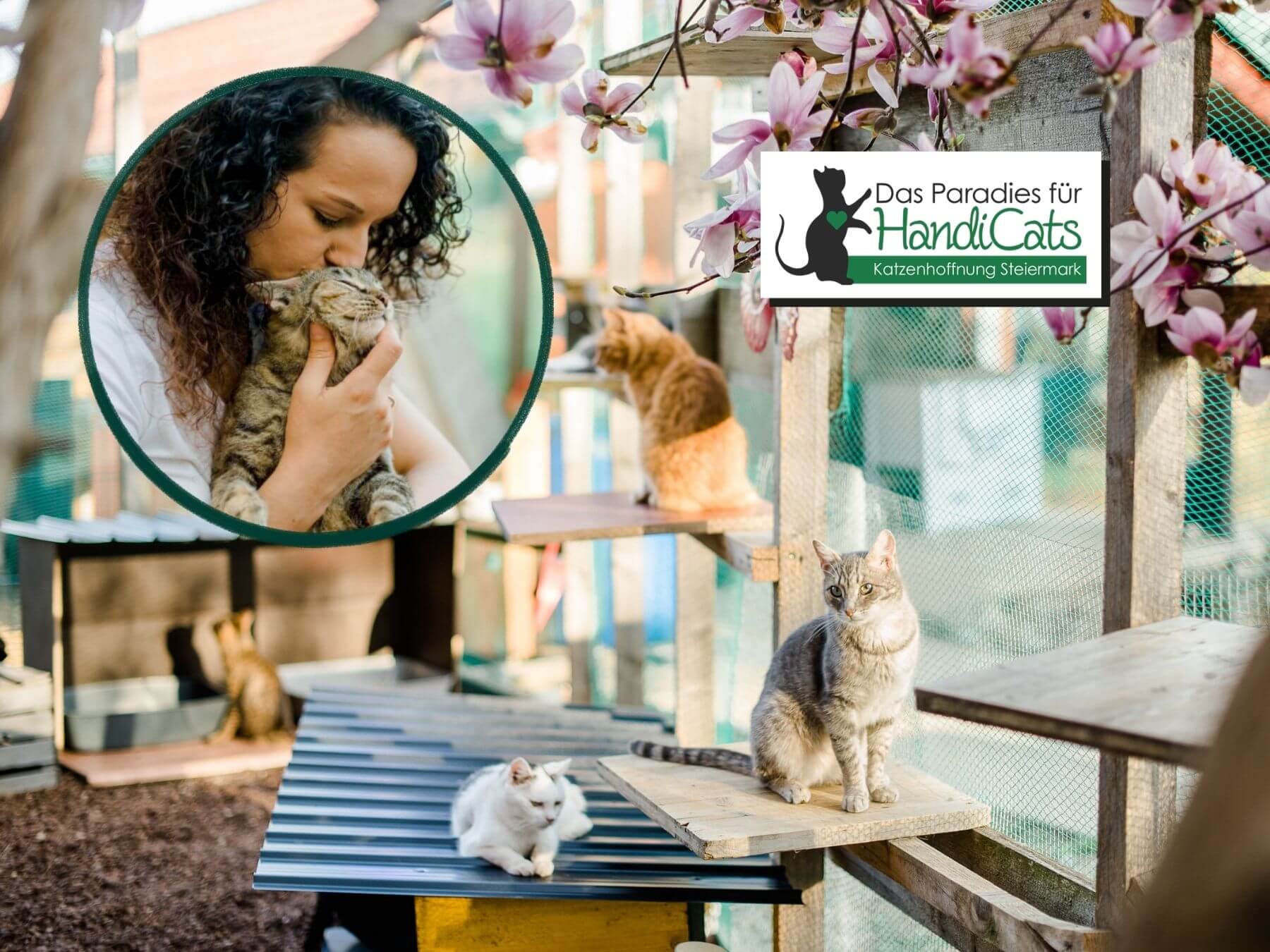Unser Partner-Tierschutzverein Paradies für Handicats Katzenhoffnung