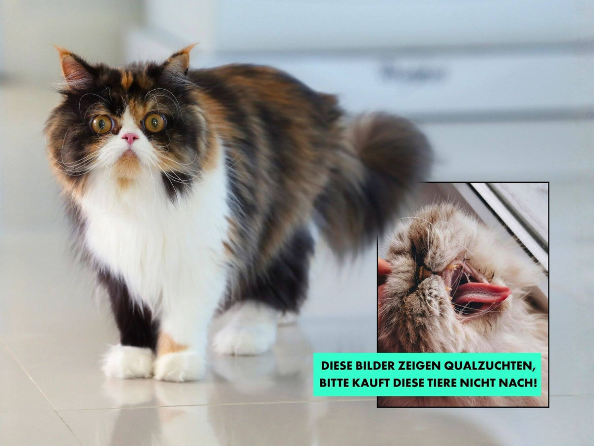 Perserkatzen Qualzucht: Perserkatze mit extrem kurzer Nase
