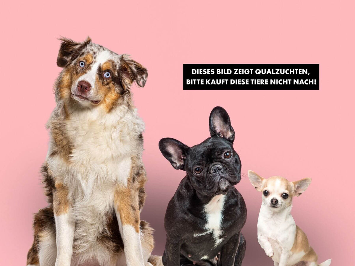 Qualzucht bei Hunden Hunderassen als Qualzuchten bei Hunden