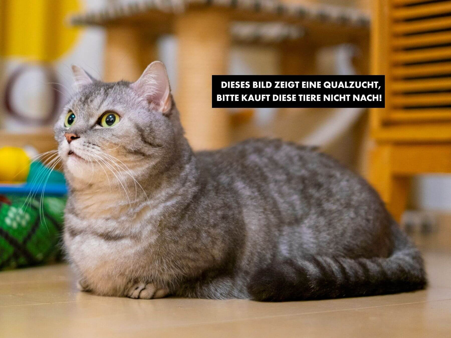 Qualzucht bei Katzen Munchkin Katze mit verkürzen Beinen als Qualzuchtrasse Katzen.