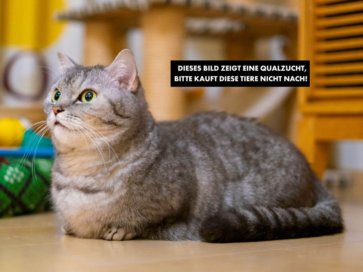 Qualzucht bei Katzen Munchkin Katze mit verkürzen Beinen als Qualzuchtrasse Katzen.