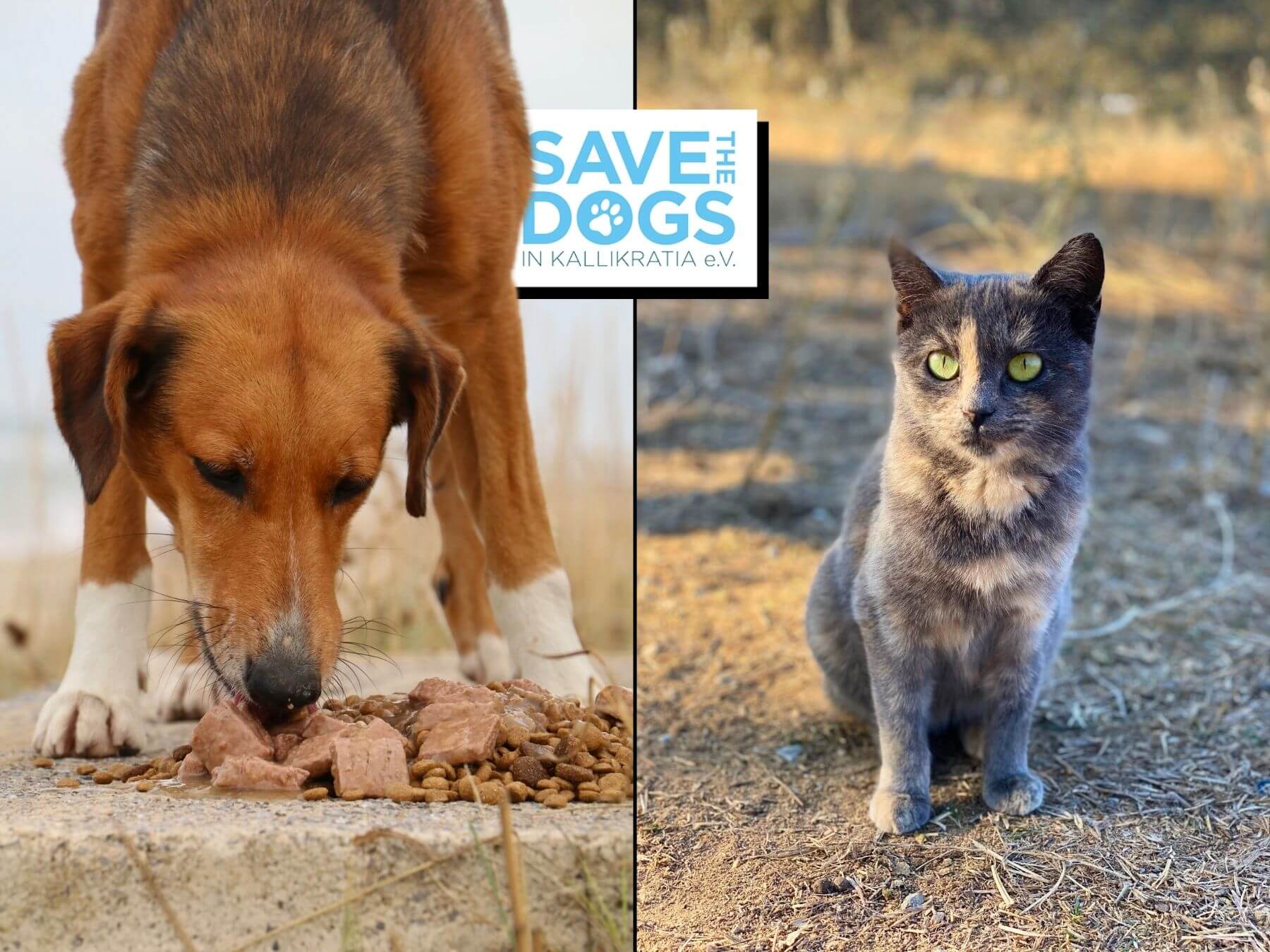STRAYZ zu Besuch bei Save the Dogs in Kallikratia e.V.
