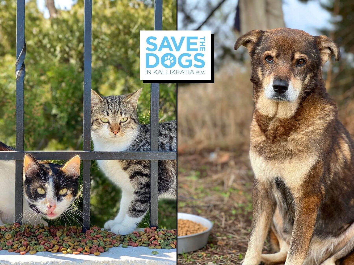 Unser Partner-Tierschutzverein Save the Dogs in Kallikratia e.V.