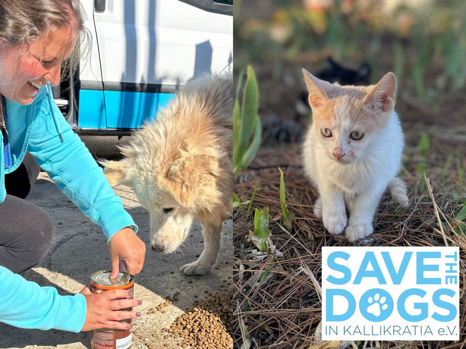 STRAYZ zu Besuch bei Save the Dogs in Kallikratia e.V.